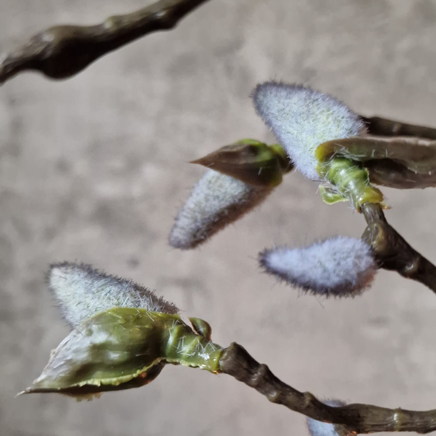 Kunsttak Magnolia in Knop