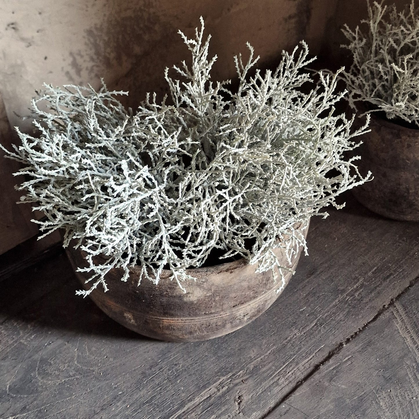 Zilverstruikje Kunst