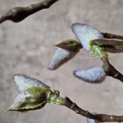 Kunsttak Magnolia in Knop