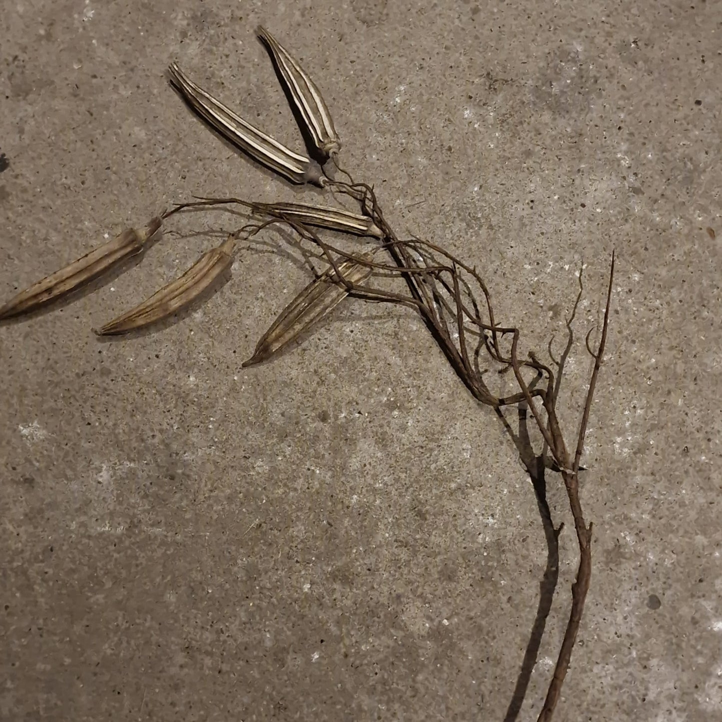 Kunsttak Abelmoschus Esculentus