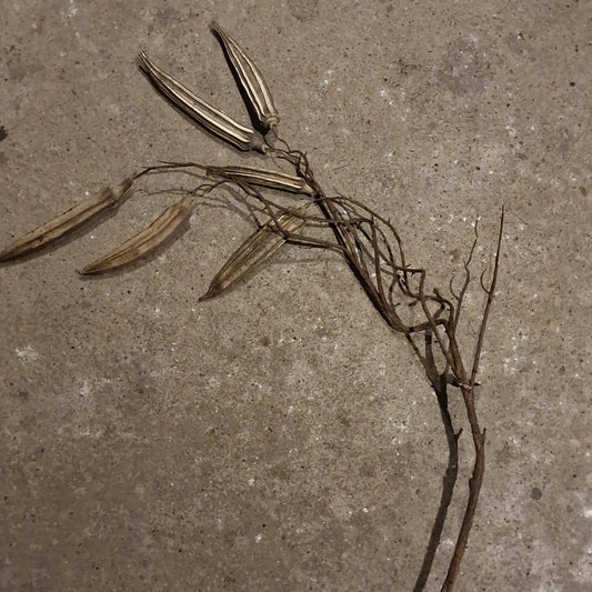 Kunsttak Abelmoschus Esculentus
